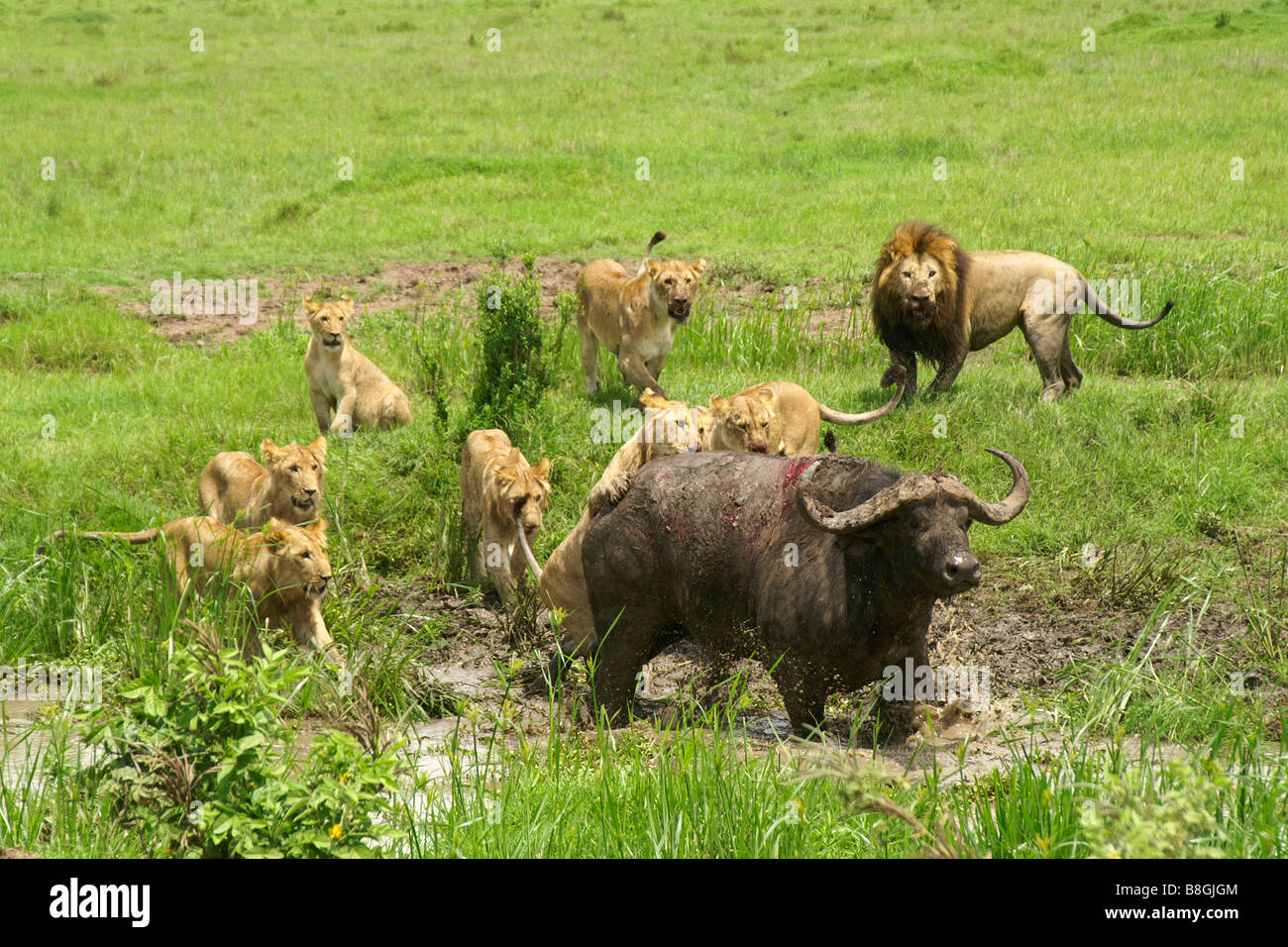 Pride of lions attacking a Cape buffalo in swamp, Masai Mara, Kenya Stock Photo