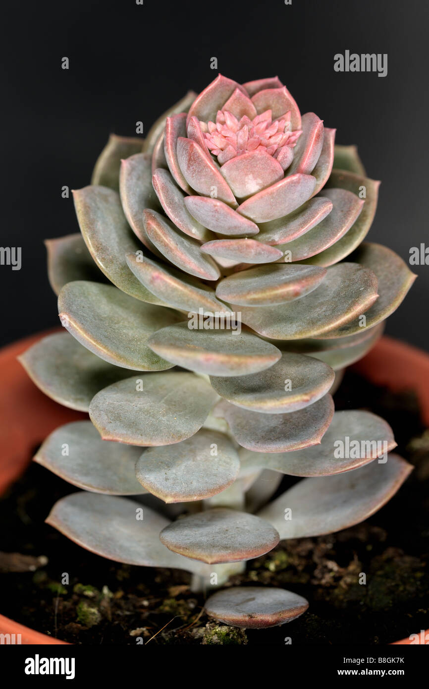 Close up of Hen and Chicks (echeveria elegans) sometimes called Mexican Snowball Stock Photo