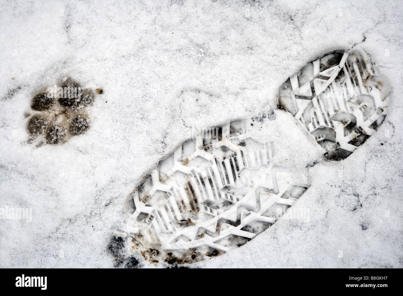 Man and Dog foot and paw prints in snow Stock Photo Alamy