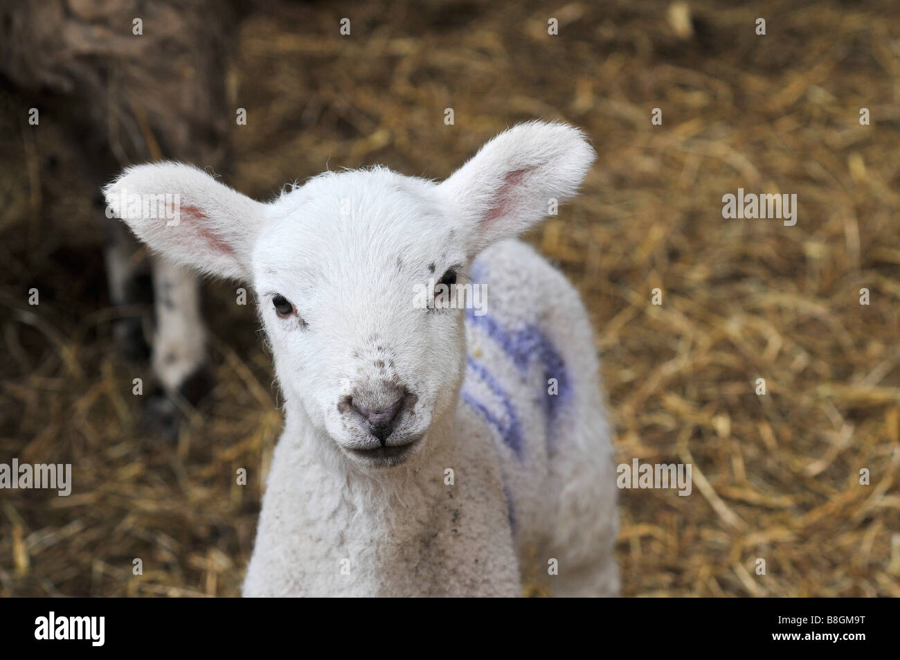 A couple of days old lamb in a pen Stock Photo - Alamy