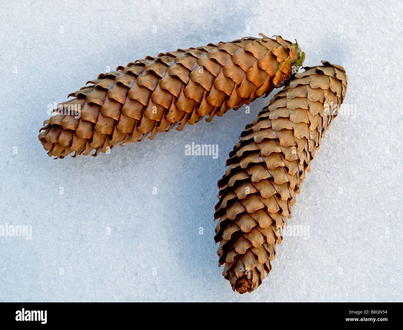 Snow cones hi-res stock photography and images - Alamy