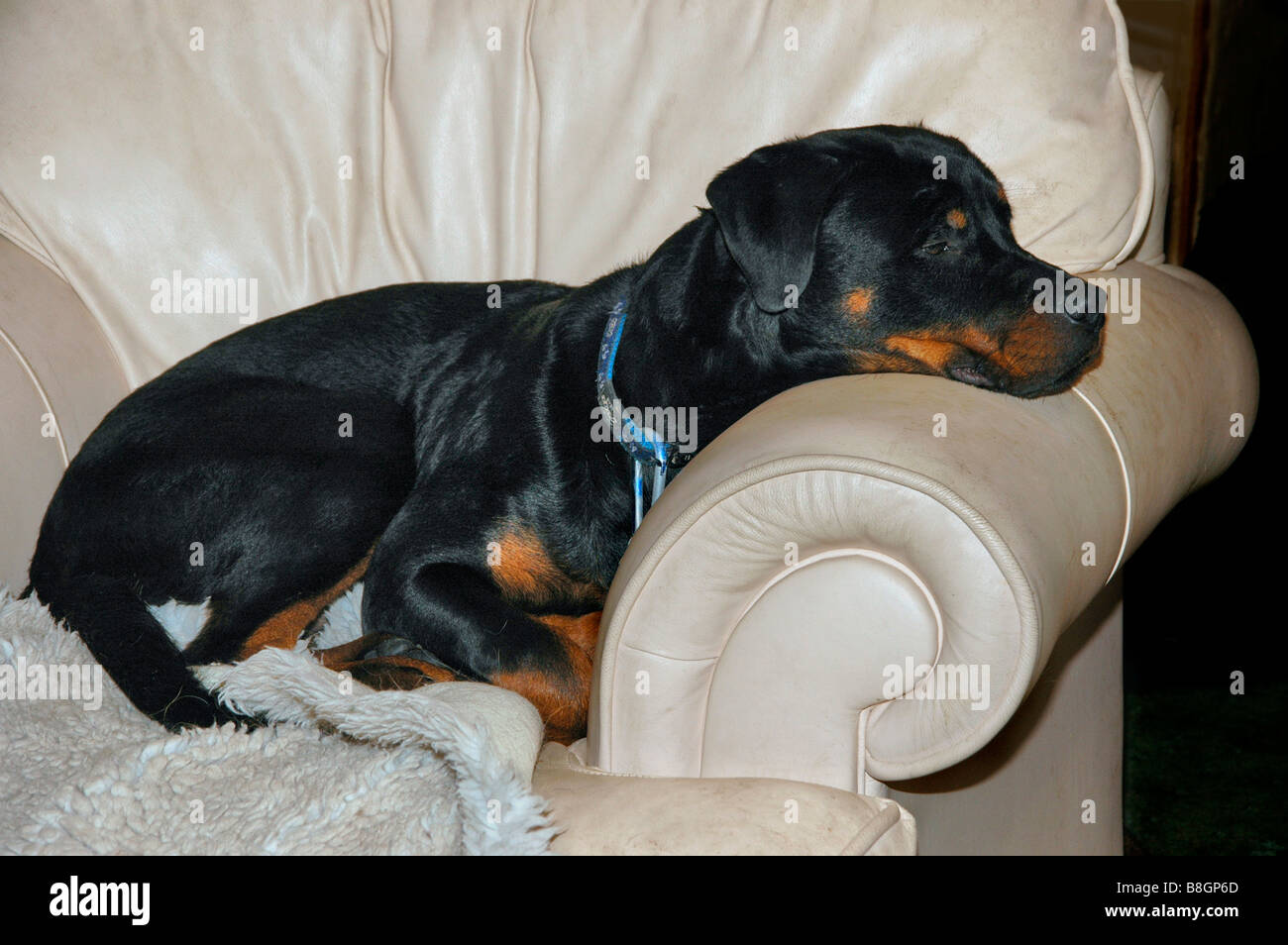 A young rottweiler dog lies on a leather armchair. Stock Photo