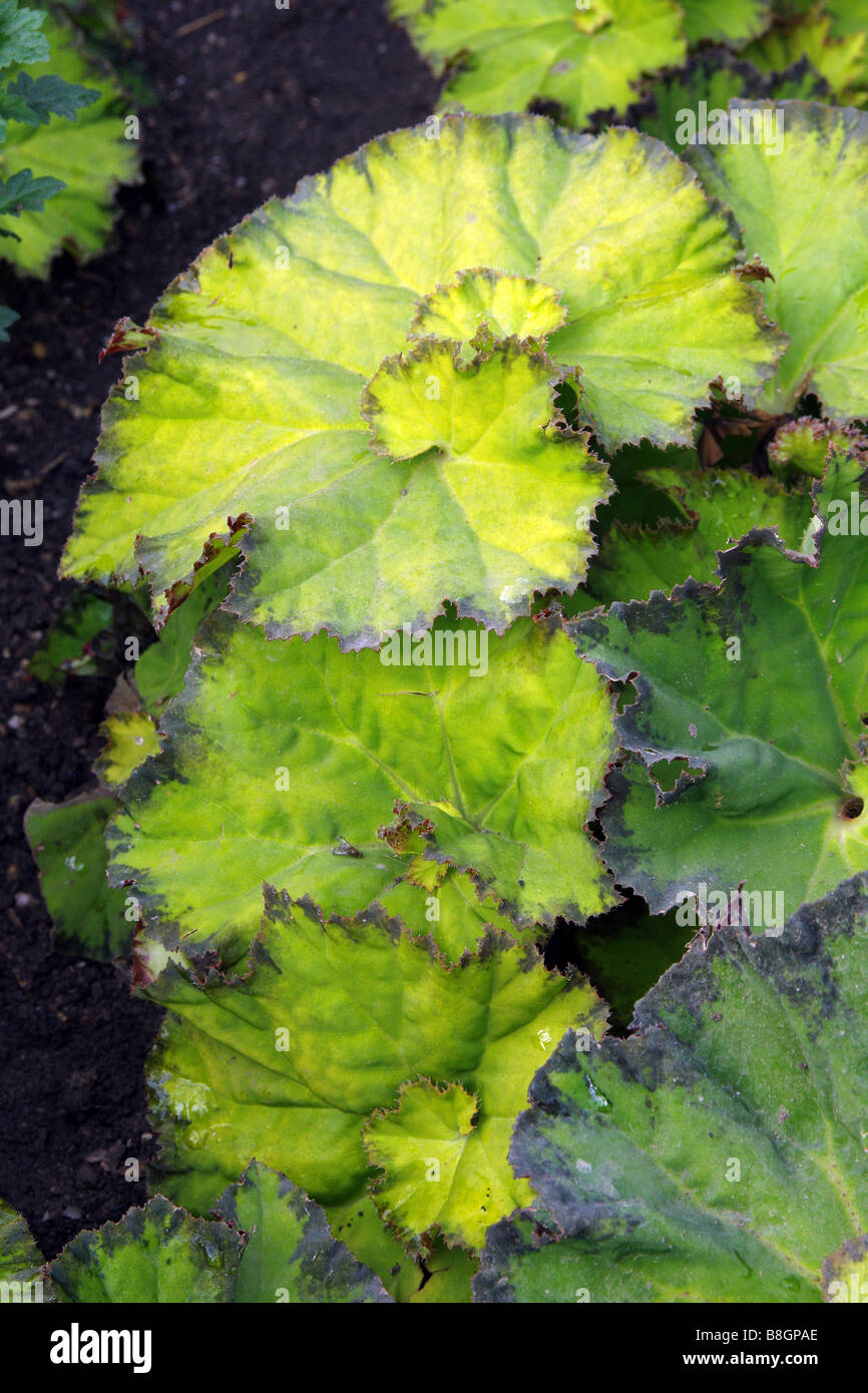 BEGONIA RIVER NILE Stock Photo - Alamy