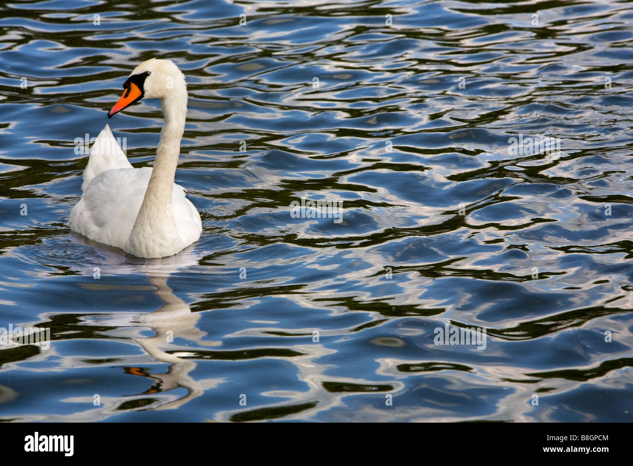 A swan on the Serpentine lake in Hyde Park, London, UK Stock Photo