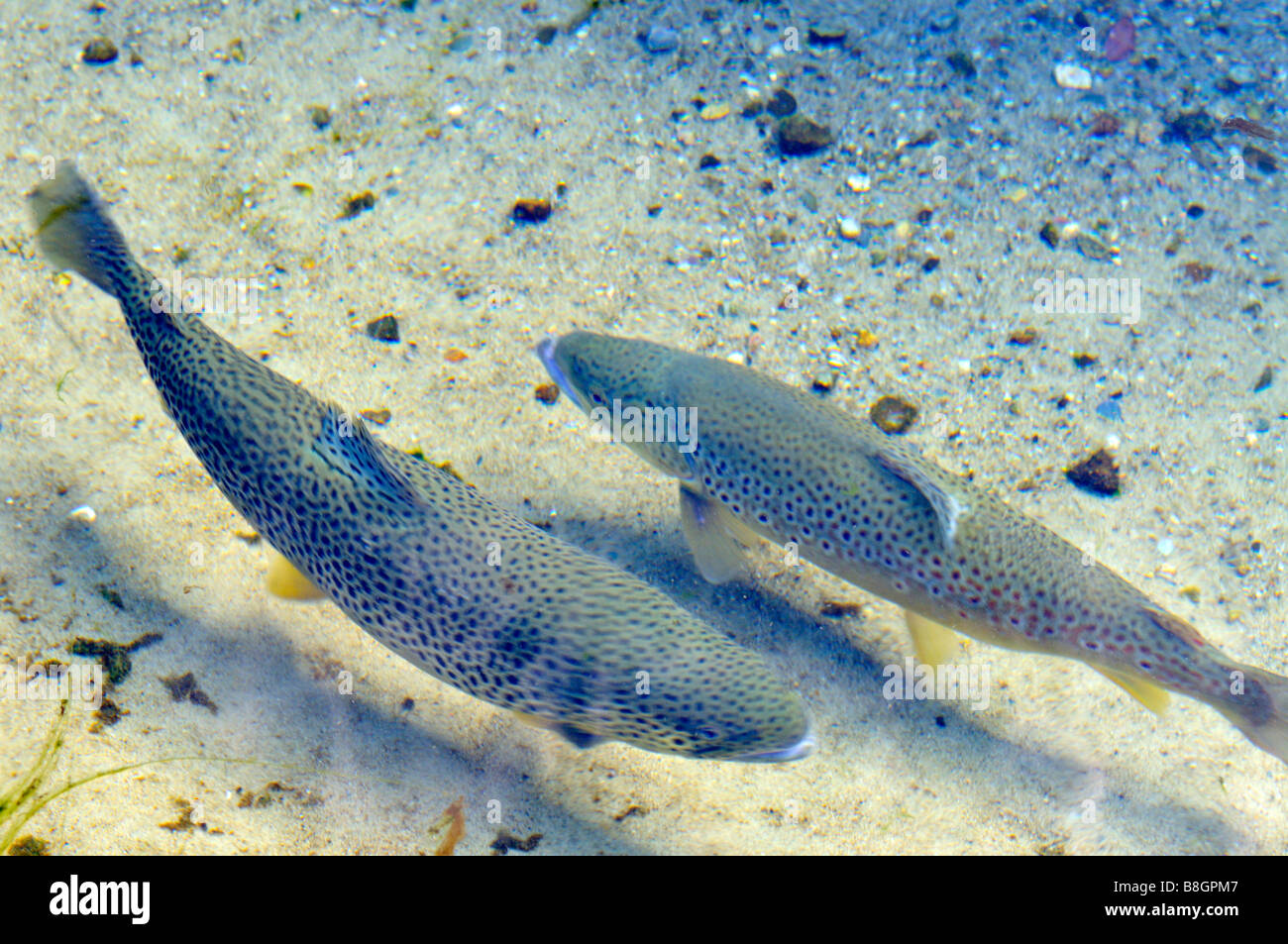 2 two 'brown trout'  'Salmo trutta' swimming in fresh water over a sandy bottom Stock Photo