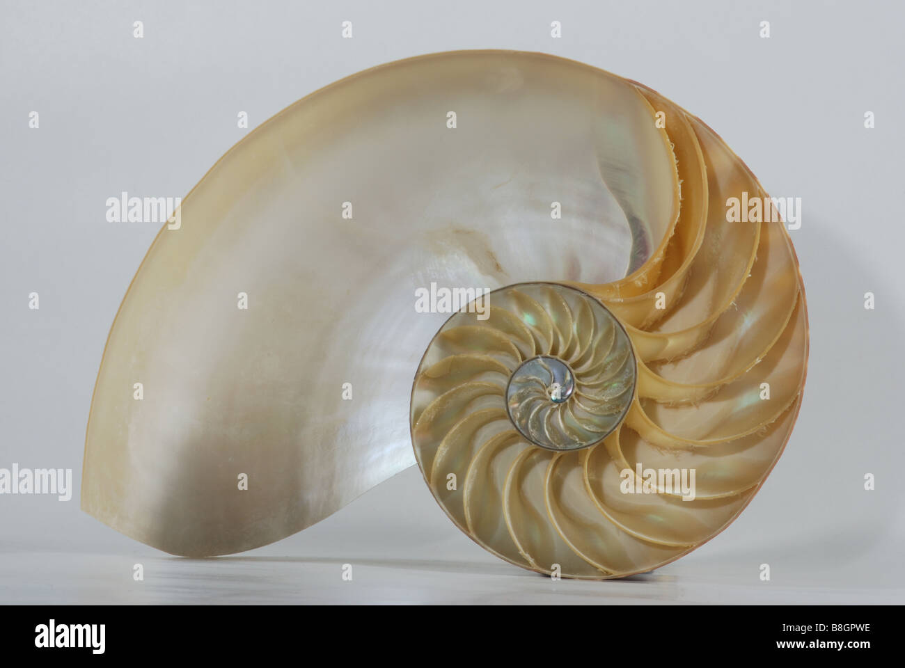 Nautilus shell Stock Photo