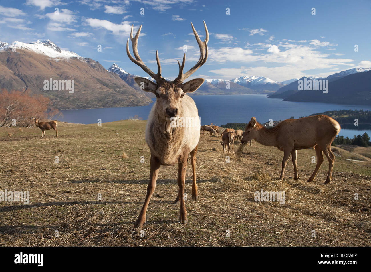 Red Deer Cervus elaphus Deer Park Heights Queenstown South Island New Zealand Stock Photo