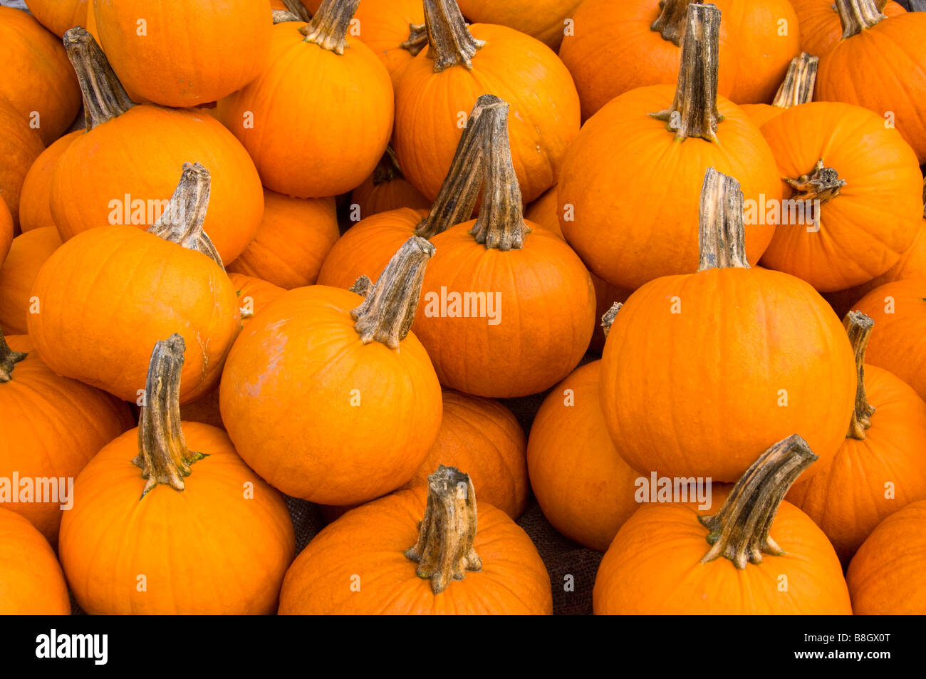 Closeup of pumpkins at Alyce and Rogers Fruit Stand in Mount Tremper New York USA Stock Photo