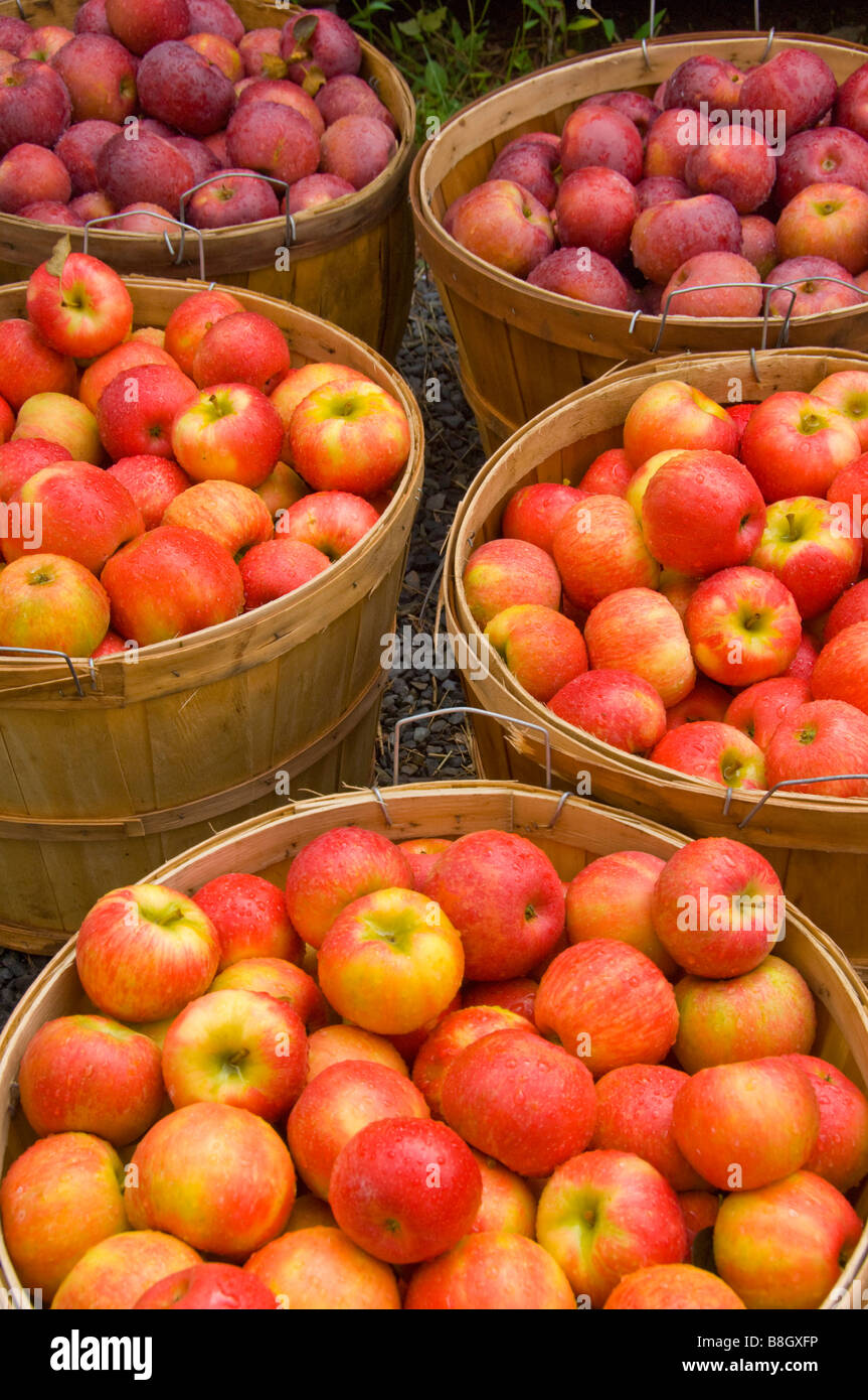 Baskets of red apples for sale at Alyce and Rogers Fruit Stand in Mount Tremper New York USA Stock Photo