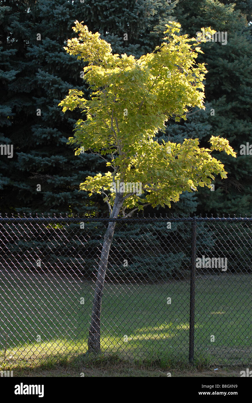 How to grow a new tree from a branch hires stock photography and