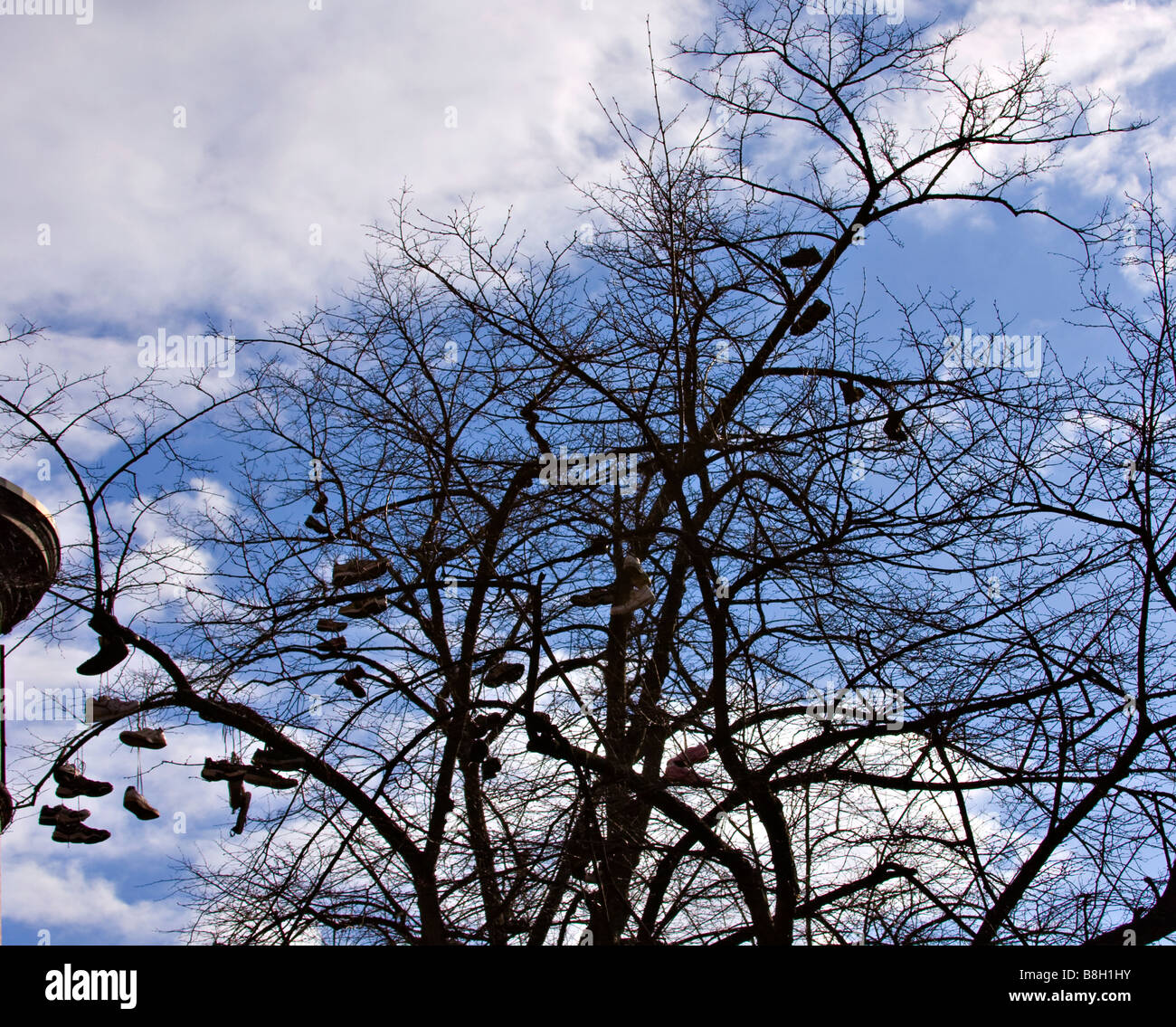 Shoes hanging from tree limbs Stock Photo Alamy