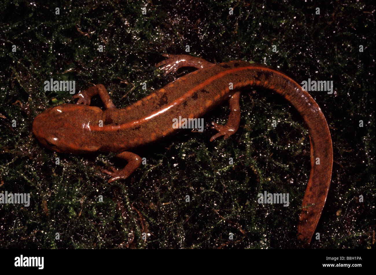 Pachytriton brevipes, Paddle-tail newt Stock Photo - Alamy