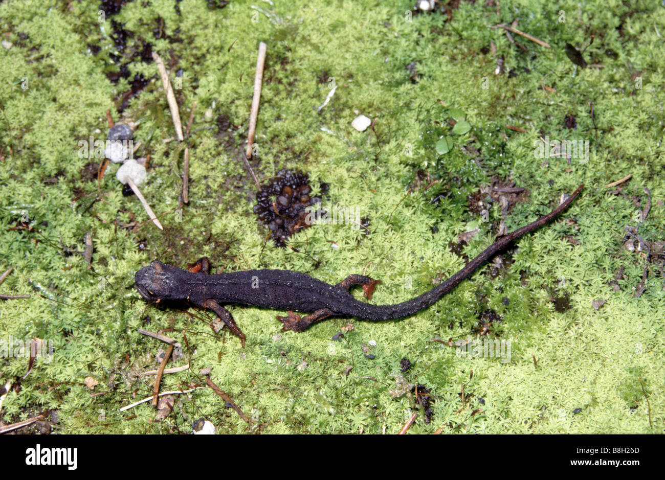 Northern Spectacled salamander, Salamandrina perspicillata (formerly S. terdigitata) Stock Photo