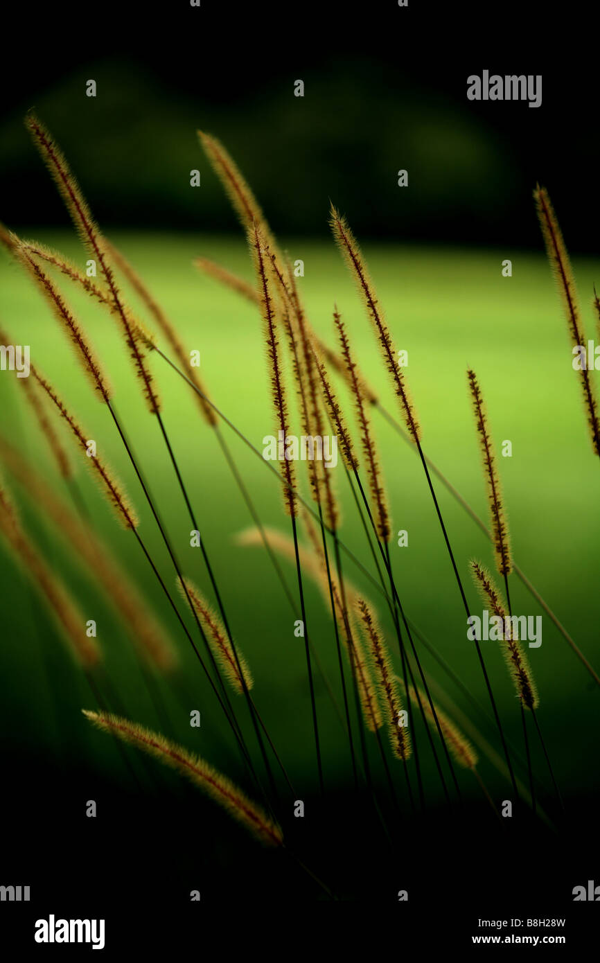 Indigenous Australian Grasses growing on the roadside Stock Photo