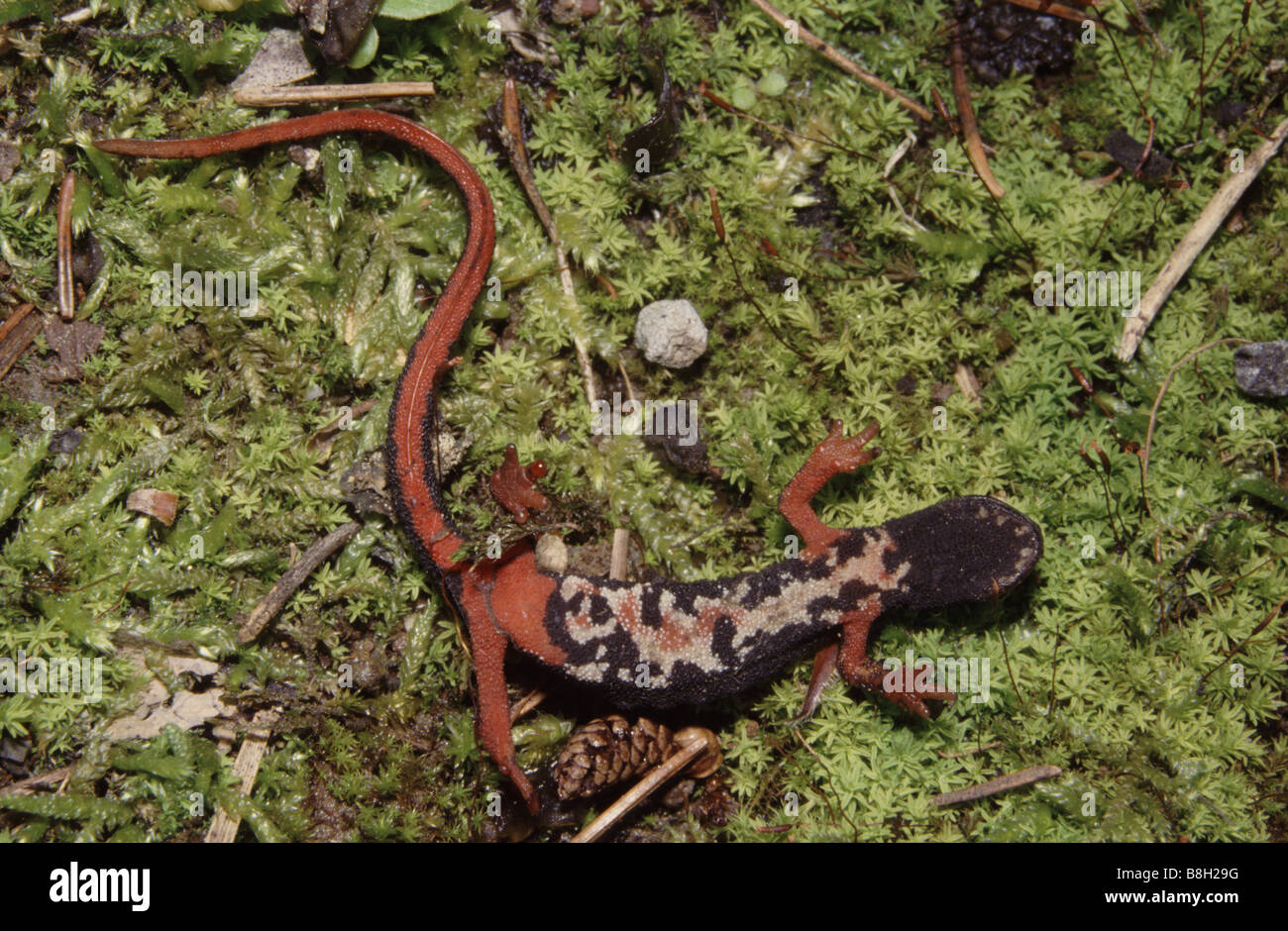 Northern Spectacled salamander (Salamandrina  perspicillata, formerly S. terdigitata), warning posture Stock Photo