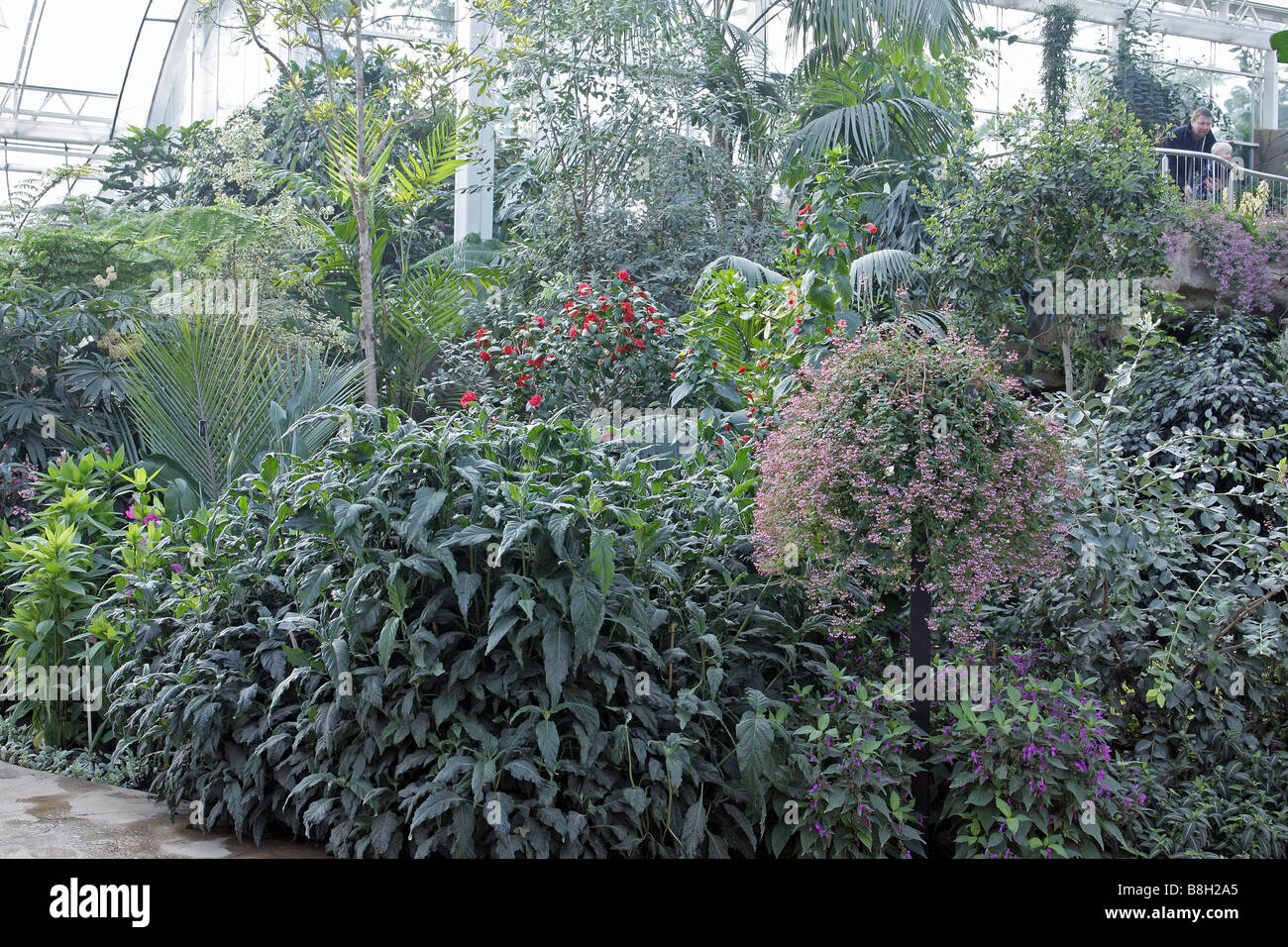 INTERIOR OF PART OF NEW GLASSHOUSE AT RHS WISLEY GARDEN UK Stock Photo