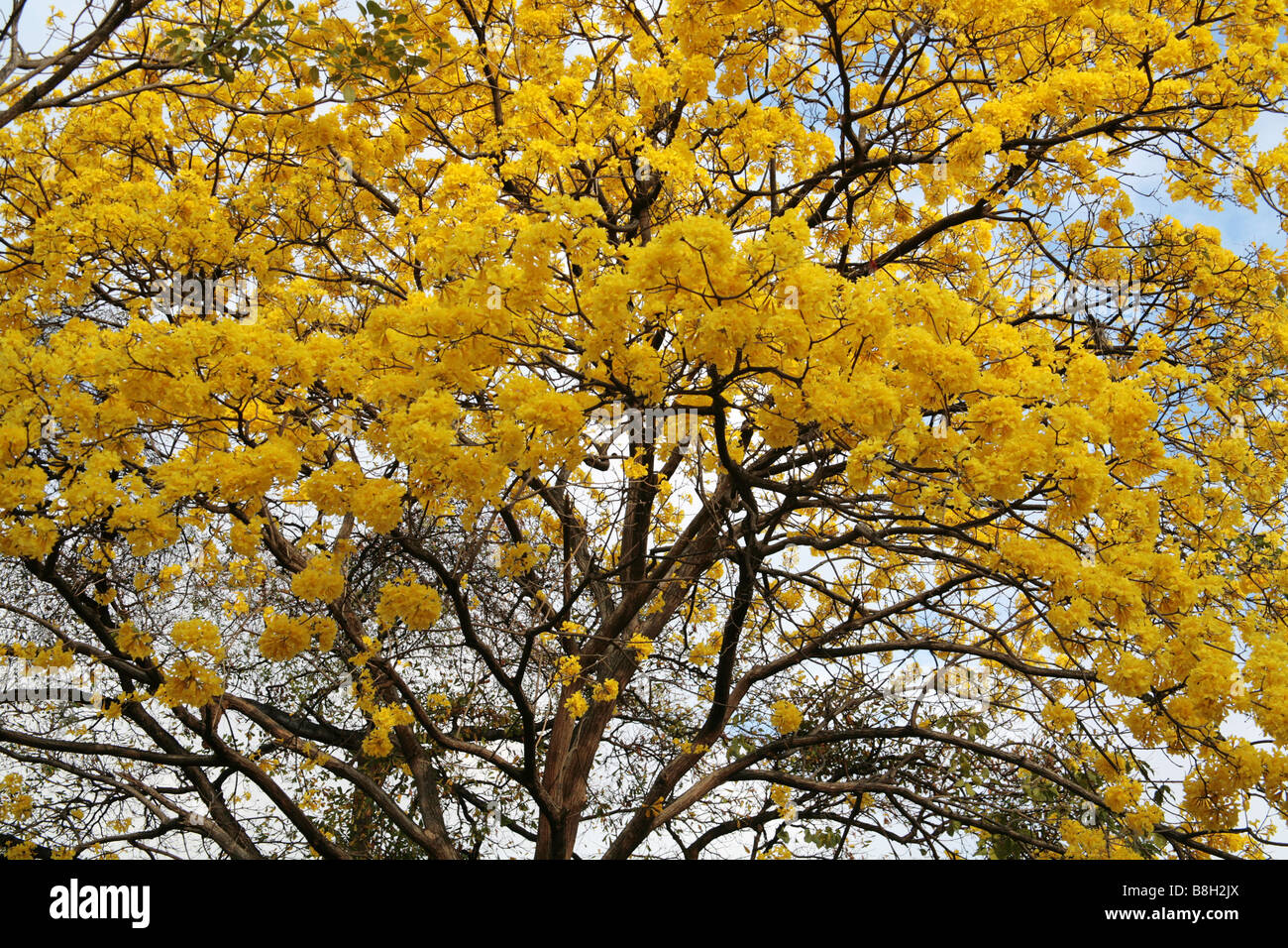 Tabebuia chrysantha or guayacan or araguaney or tajibo tree seen at Panama City. Stock Photo