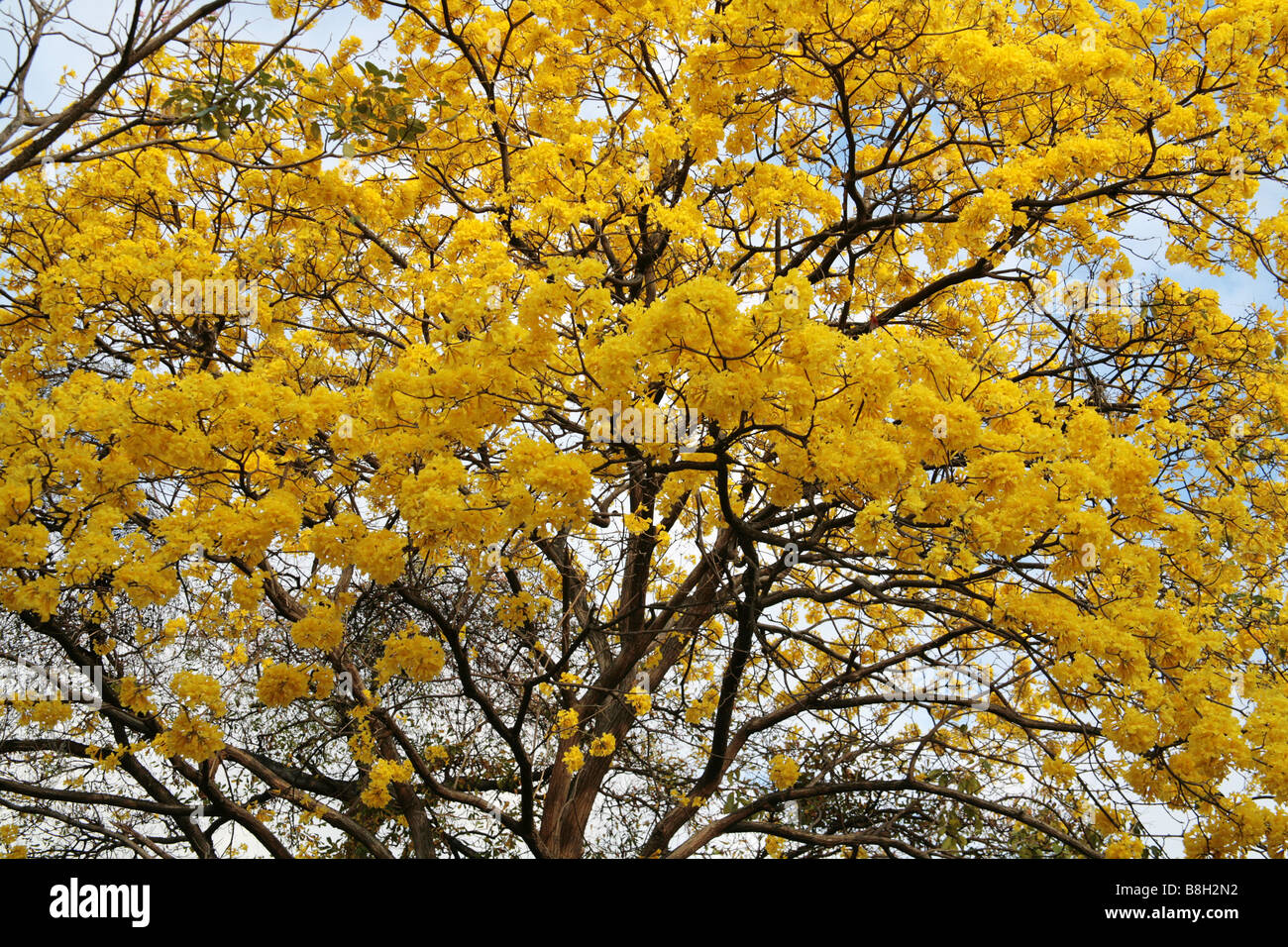 Tabebuia chrysantha or yellow guayacan tree at panama city. Stock Photo