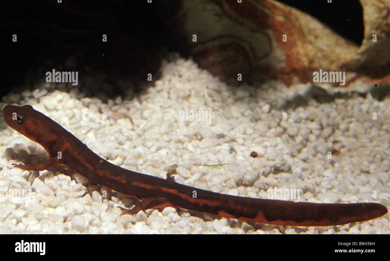 Pachytriton labiatus, Paddle-tail newt Stock Photo
