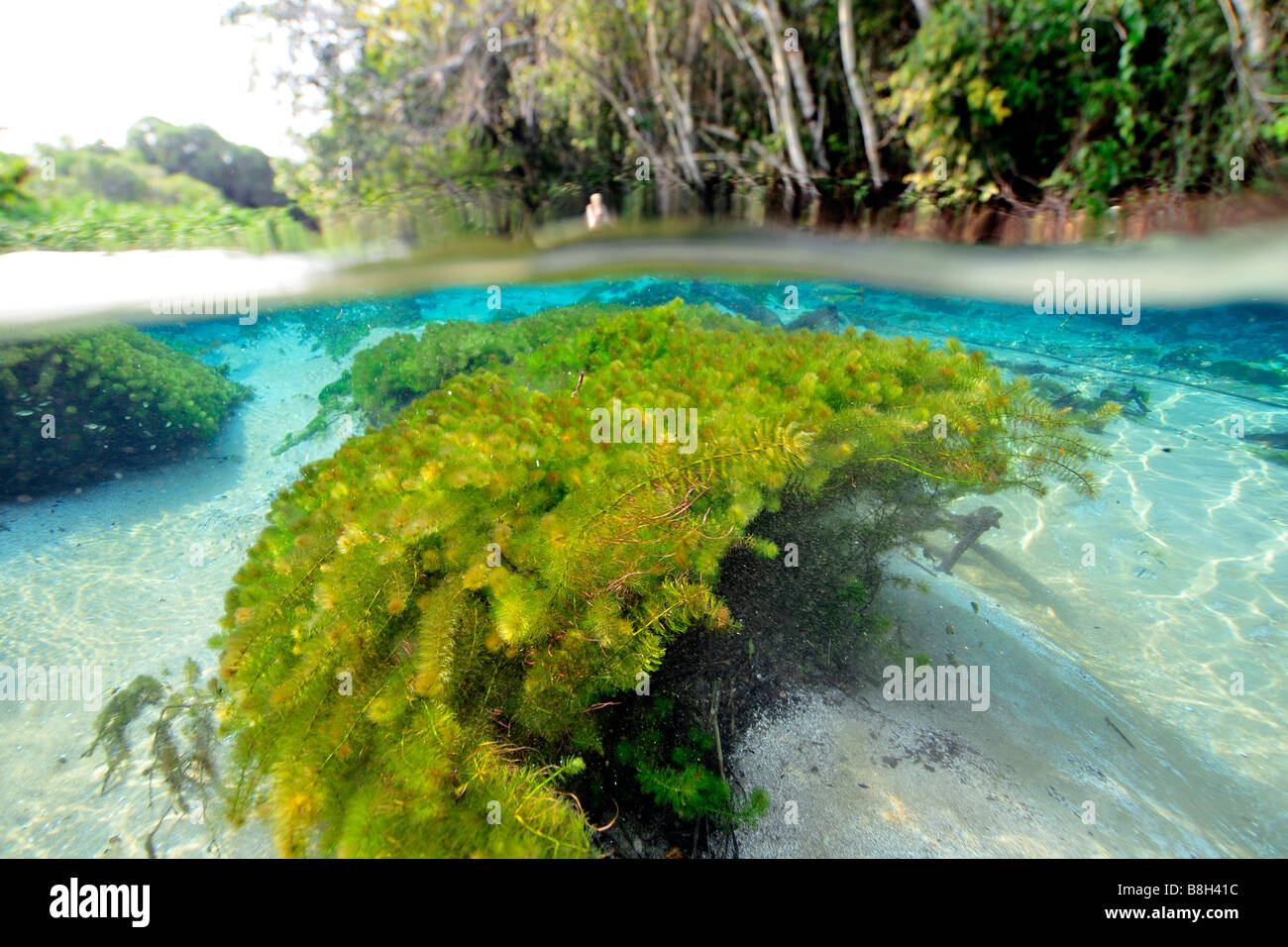 Chara underwater hi-res stock photography and images - Alamy