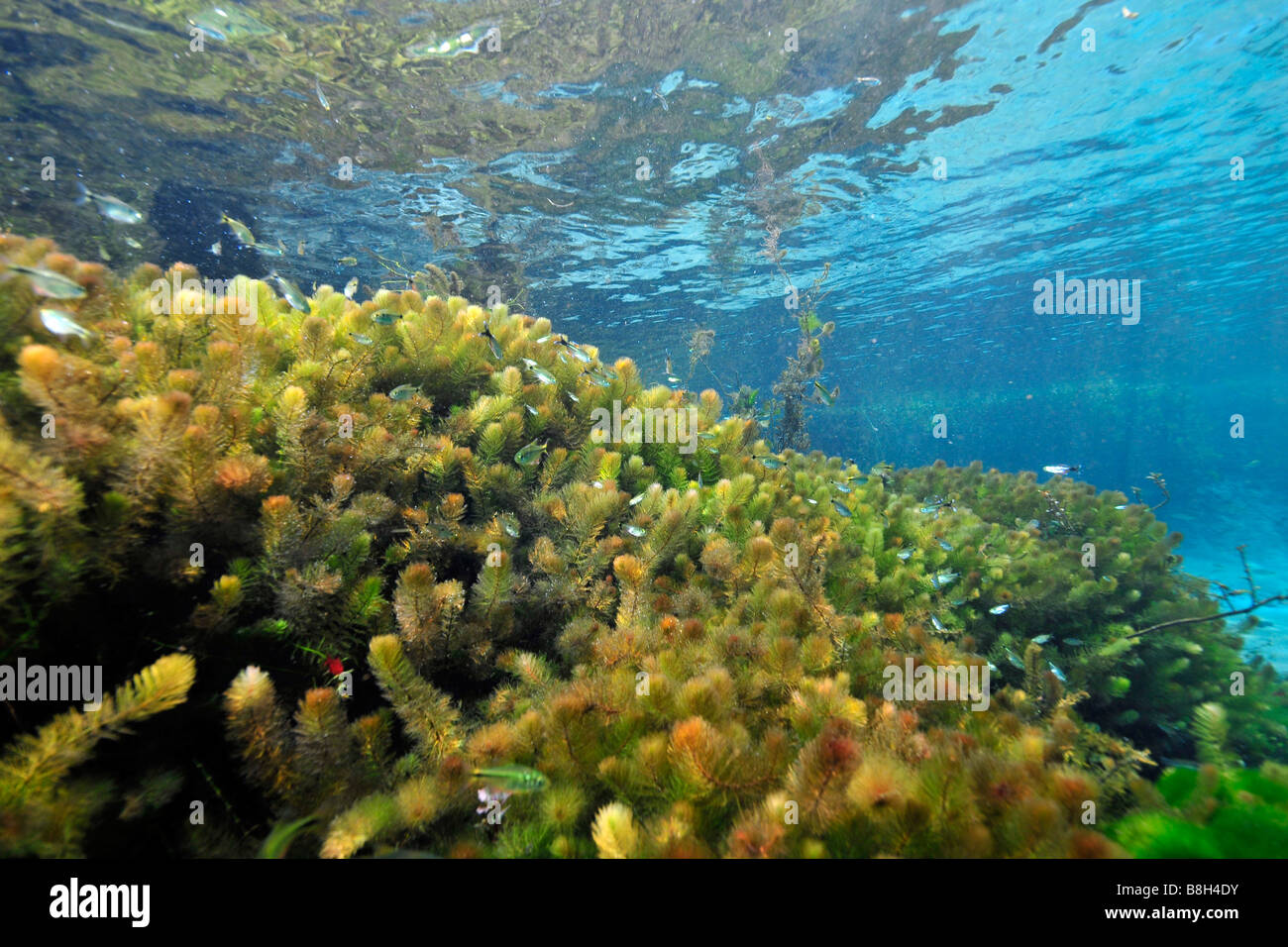 Underwater vegetation predominantly stonewort algae Chara rusbyana at Sucuri River Bonito Mato Grosso do Sul Brazil Stock Photo