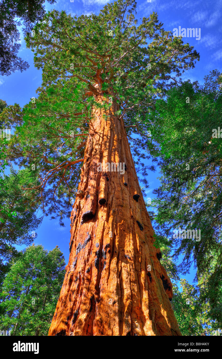 Giant Sequoias Sequoiadendron giganteum Trail of 100 Giants Giant Sequoia National Monument California Stock Photo