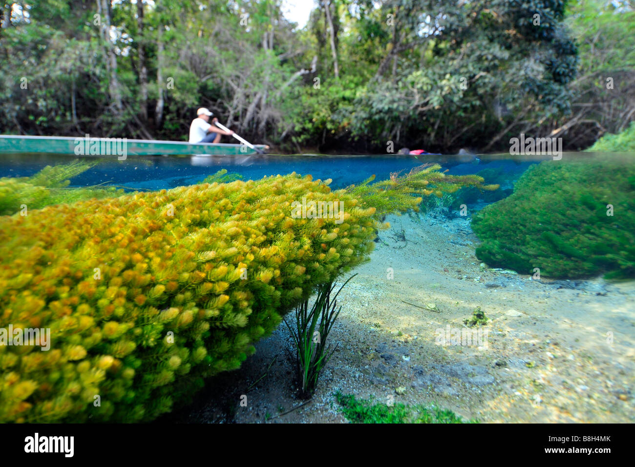 Man in a boat and Underwater vegetation predominantly stonewort algae Chara rusbyana at Sucuri River Bonito Brazil Stock Photo