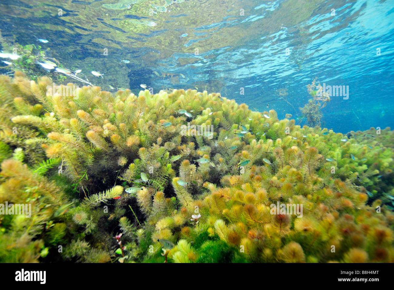 Underwater vegetation predominantly stonewort algae Chara rusbyana at Sucuri River Bonito Mato Grosso do Sul Brazil Stock Photo