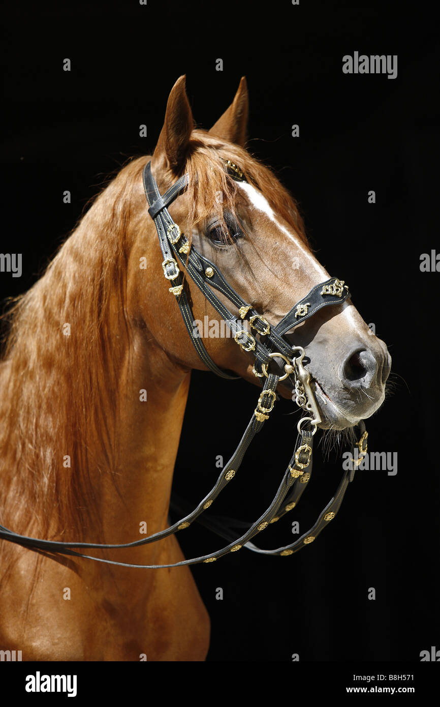 Lusitano horse - portrait Stock Photo