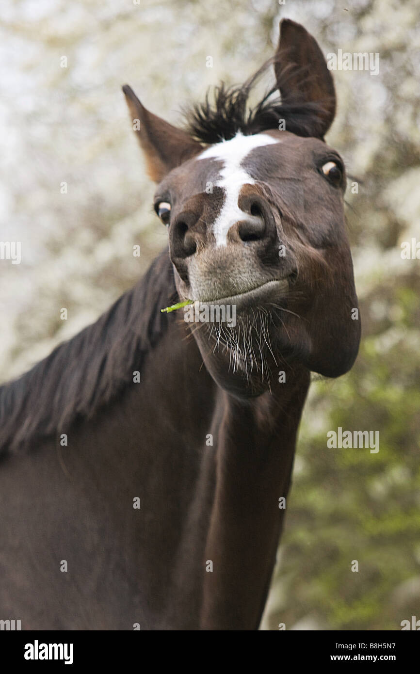 German riding horse portrait Stock Photo Alamy