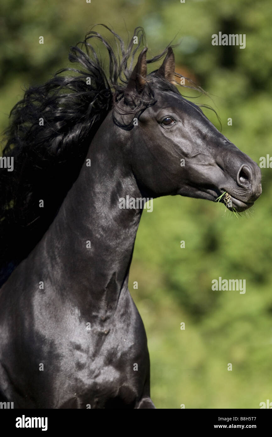 Andalusian horse - portrait Stock Photo