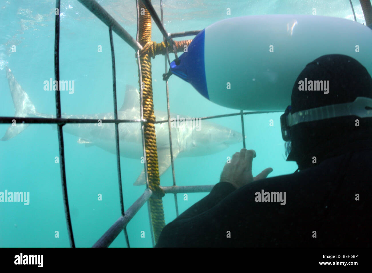 Underwater photo of a white sharks swims by the cage at a cage dive in