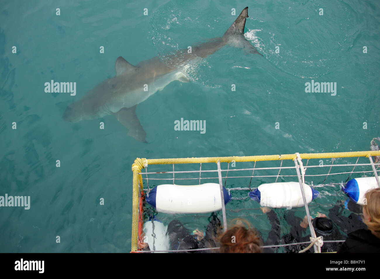 Cage diving with white sharks in South Africa Stock Photo Alamy