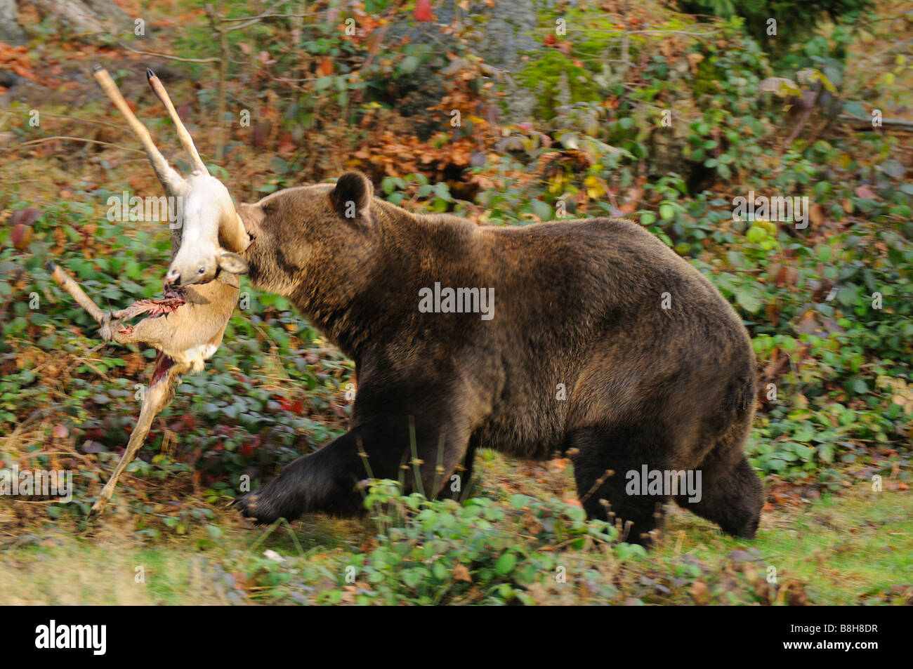 brown bear with prey / Ursus arctos Stock Photo Alamy