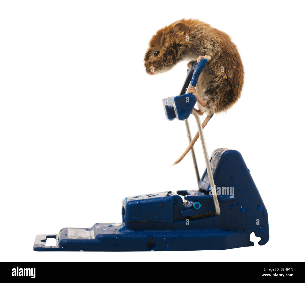 Mouse playing with mouse trap Stock Photo Alamy