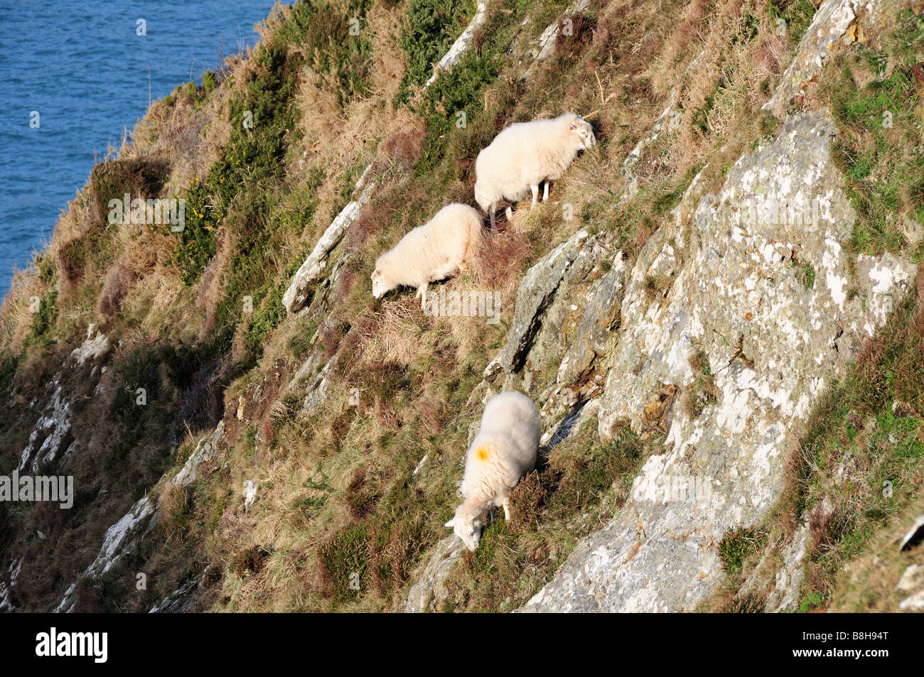 Three sheep grazing on a steep cliff Pembrokeshire National Park Wales