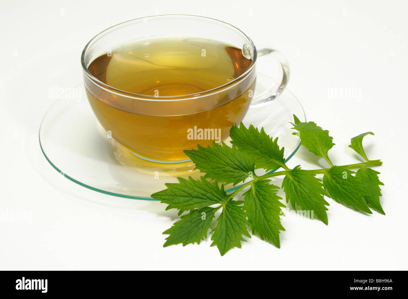 Common Valerian (Valeriana officinalis). A cup of tea with leaves, studio picture Stock Photo