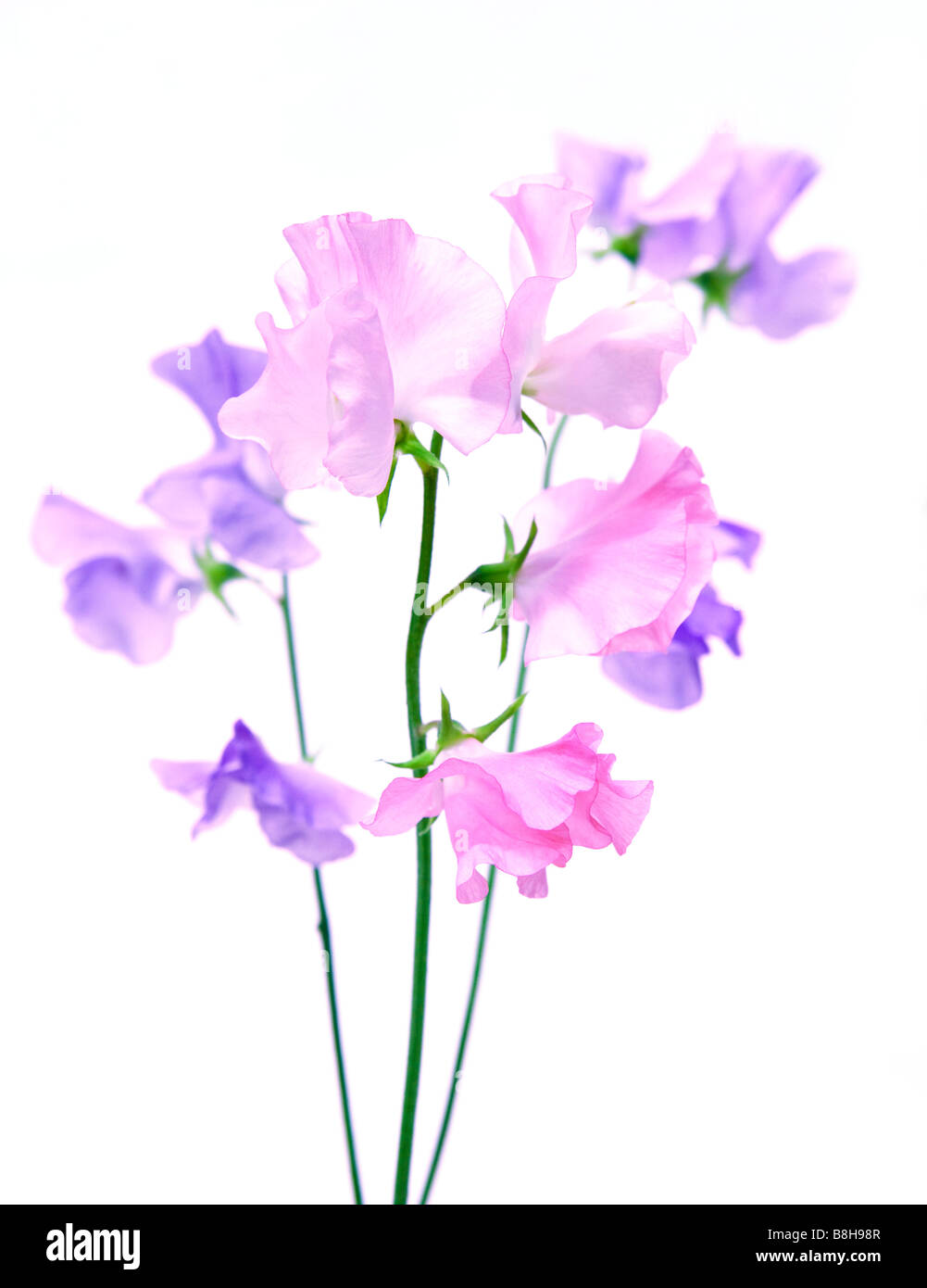 Close up of sweetpeas on white background Stock Photo