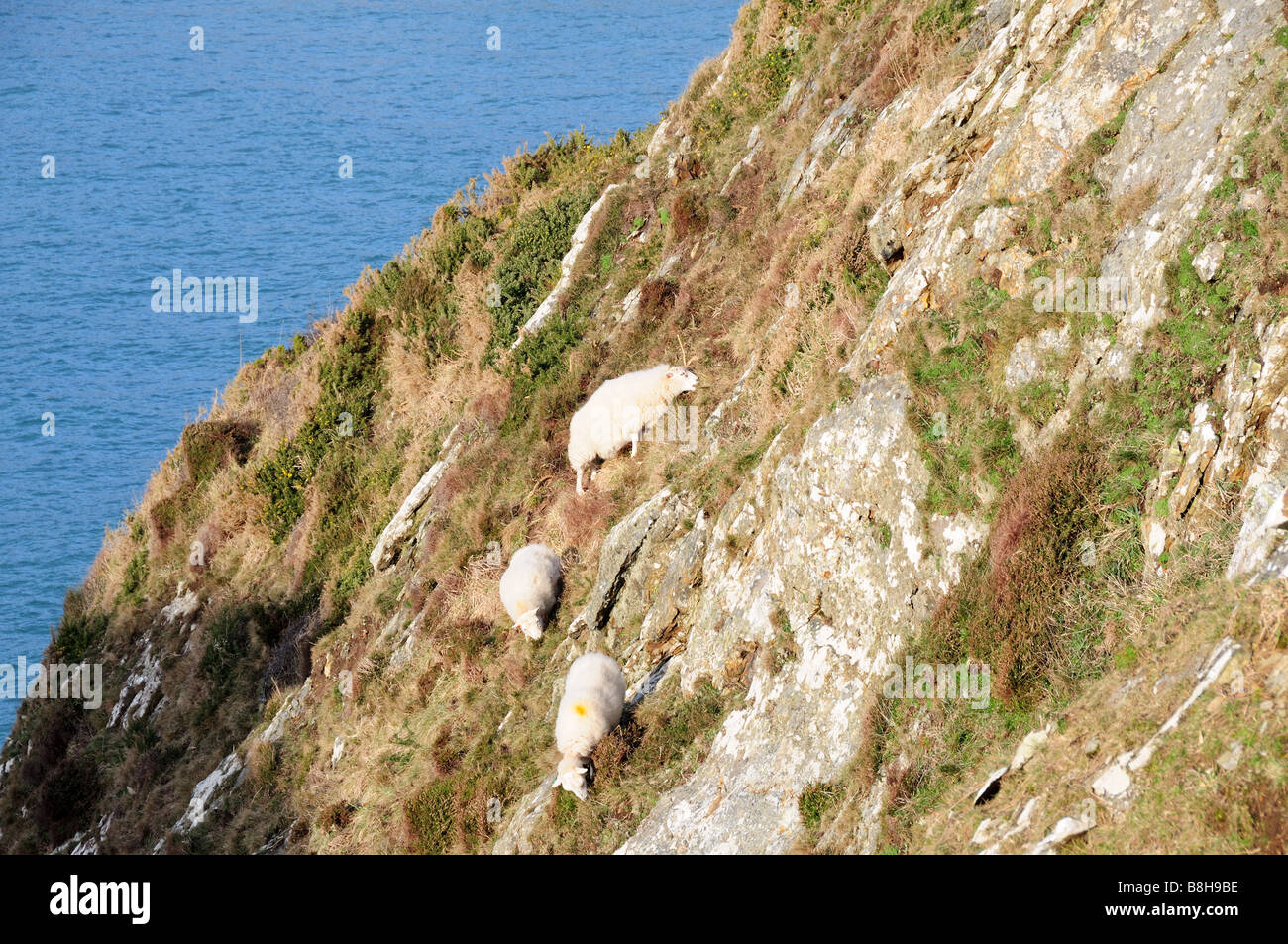 Sheep grazing on a steep cliff Pembrokeshire National Park Wales Stock