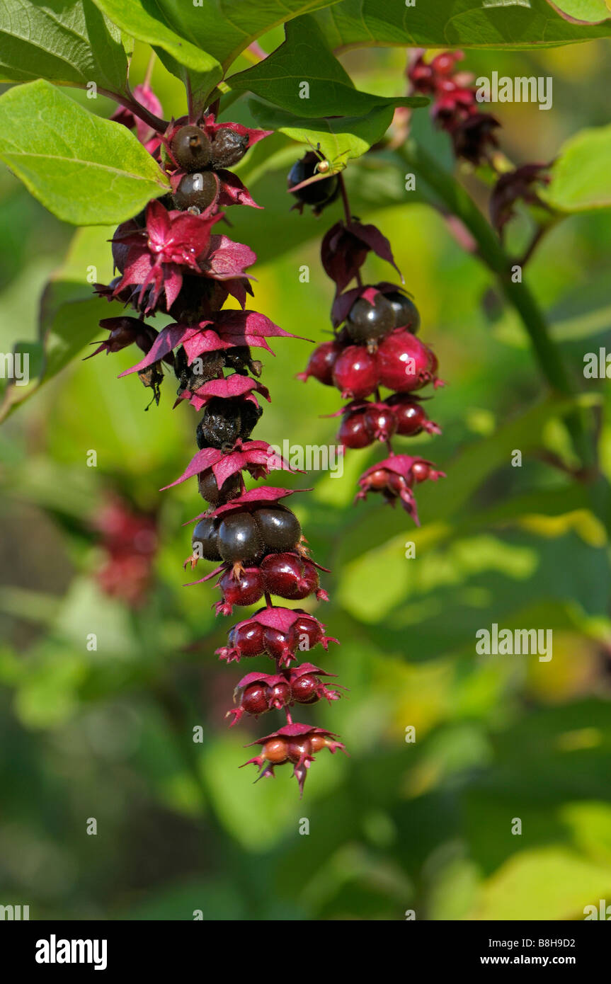 Himalayan Honeysuckle (Leycesteria formosa), fruit Stock Photo Alamy