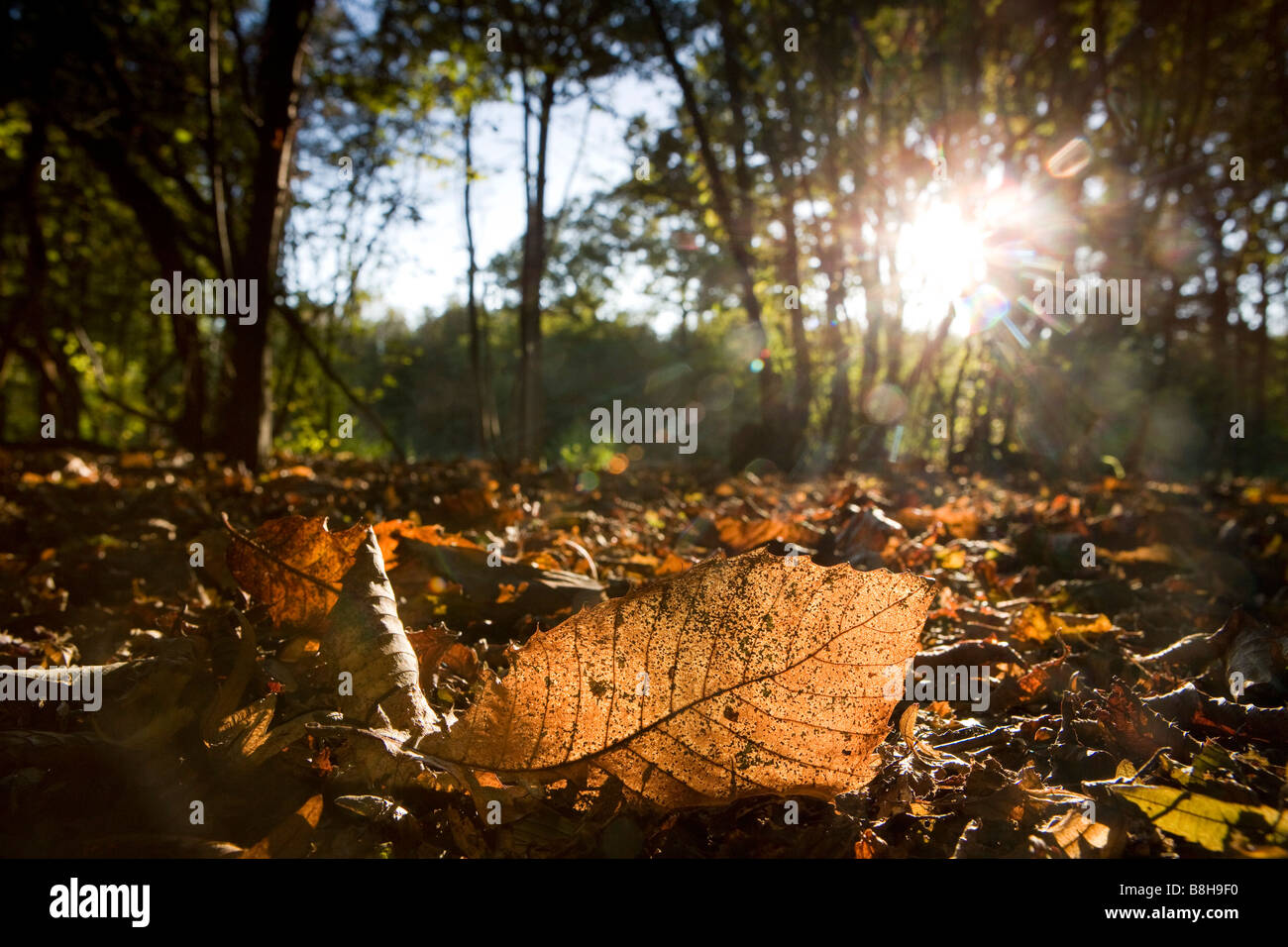 Autumn leaf lying on woodland forest floor with sun shining through. Stock Photo