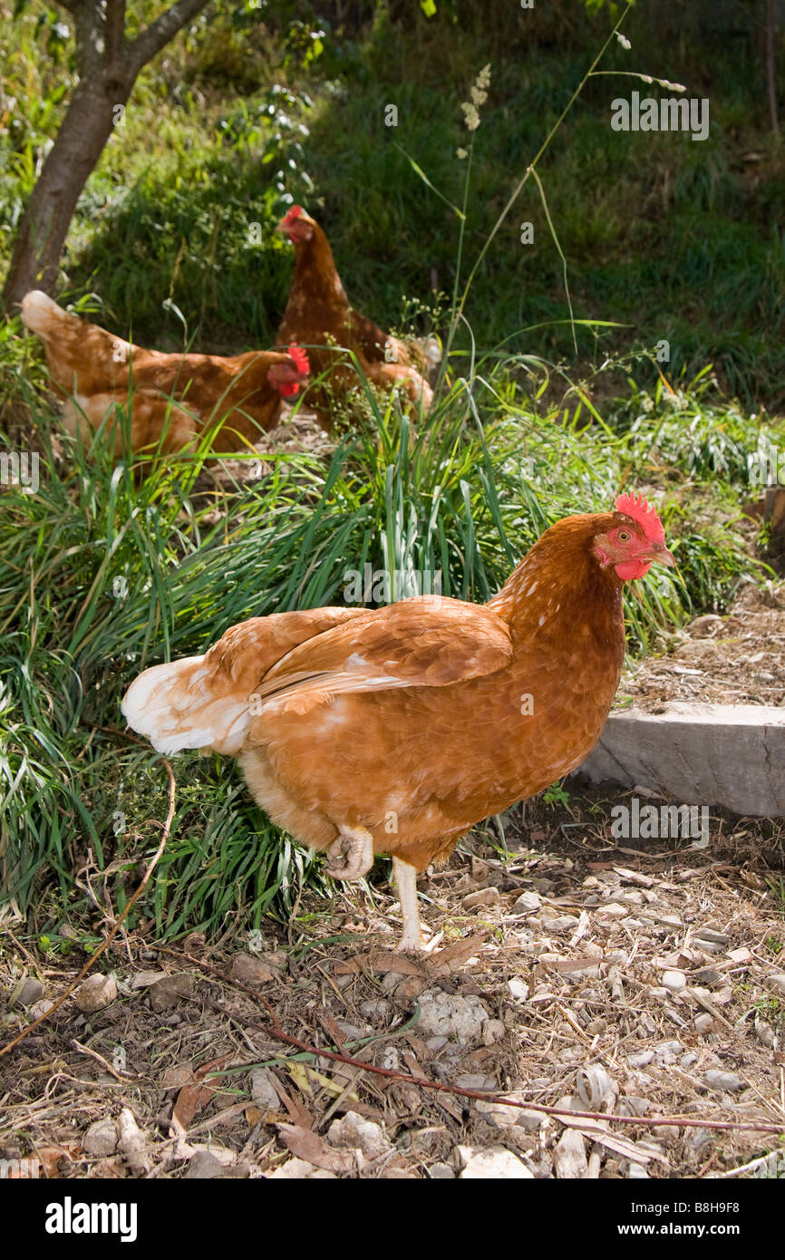 Organic free range chickens on a sunny day in a natural environment. Stock Photo