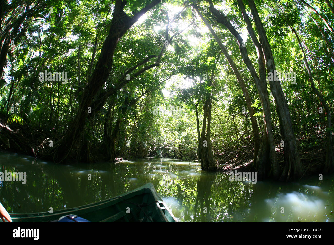 View over the riverbanks during a trip over the Indian River on the Caribbean isle Dominica Stock Photo