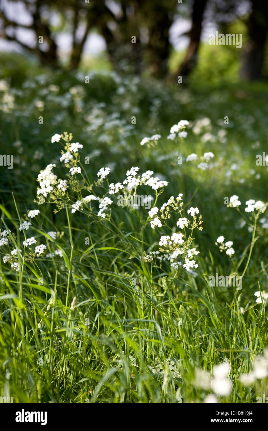 COMMON NAME: Cow parsley Latin name: Anthriscus Sylvestris Stock Photo