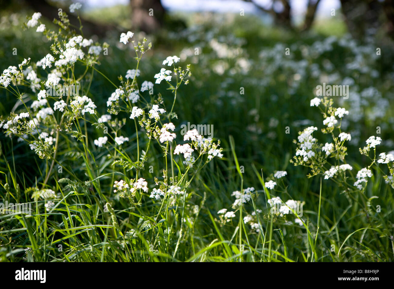 COMMON NAME: Cow parsley Latin name: Anthriscus Sylvestris Stock Photo