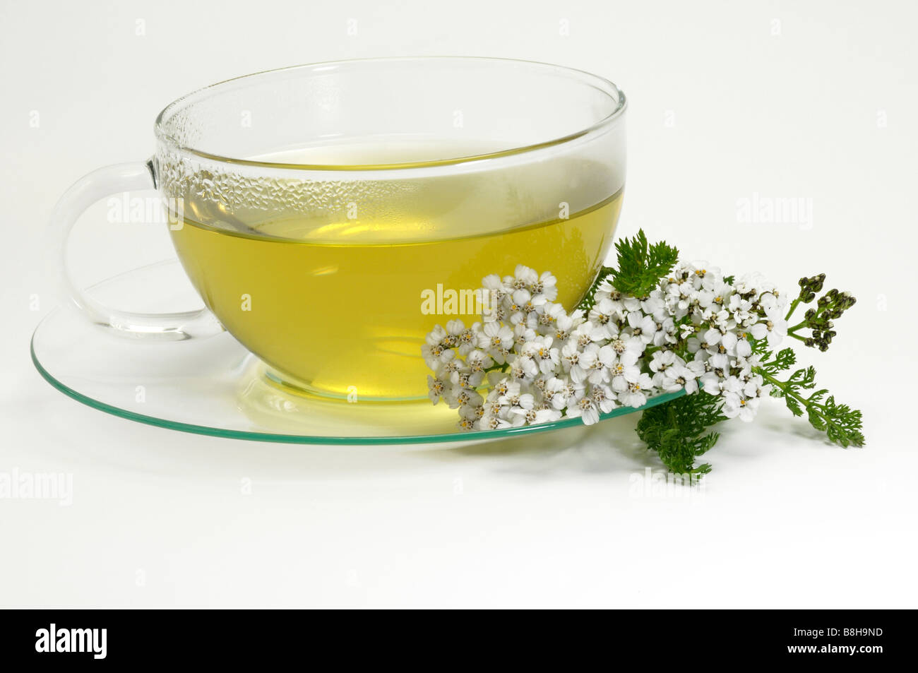 Common Yarrow (Achillea millefolium). A cup of tea with flowering stems, studio picture Stock Photo