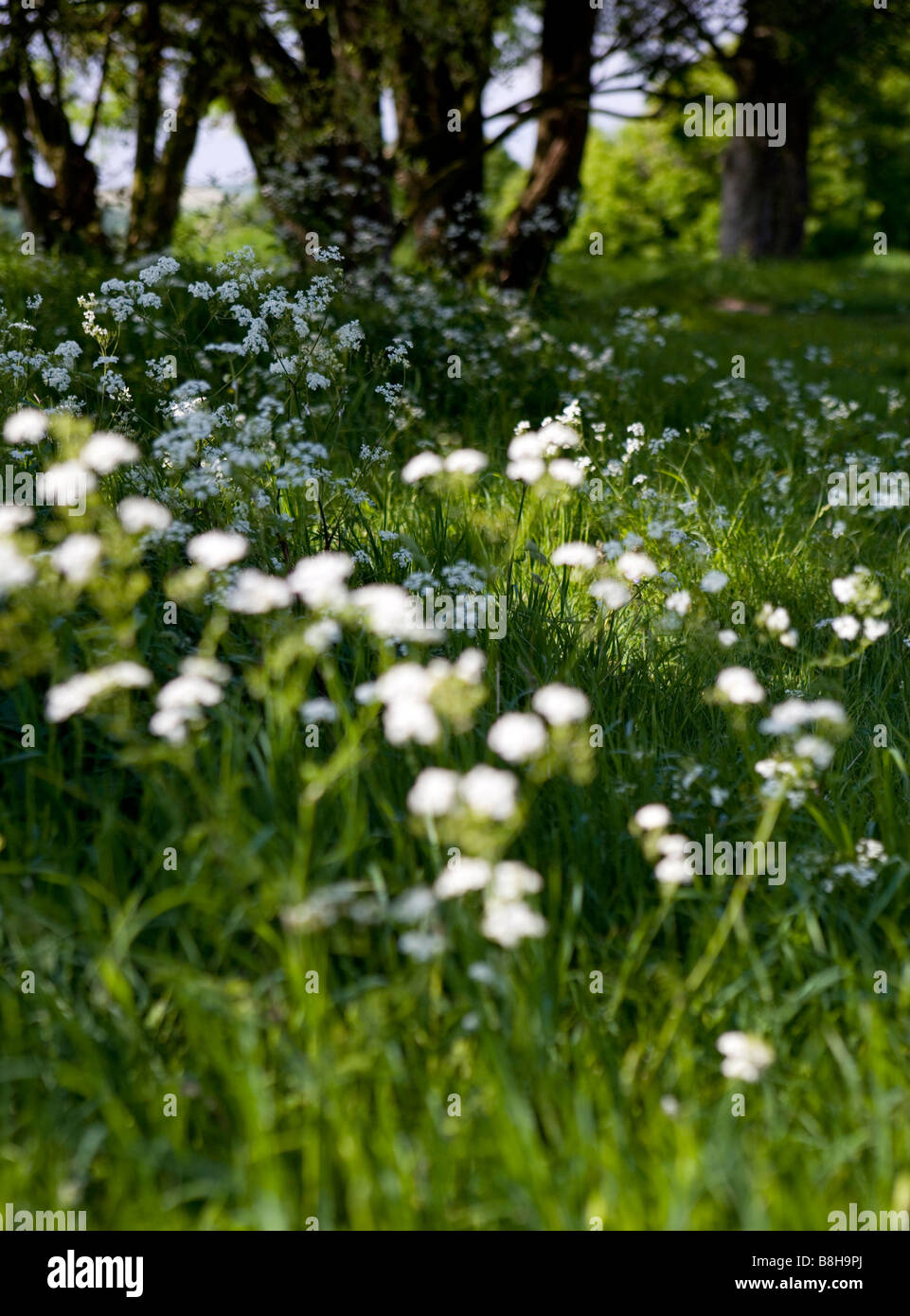 COMMON NAME: Cow parsley Latin name: Anthriscus Sylvestris Stock Photo