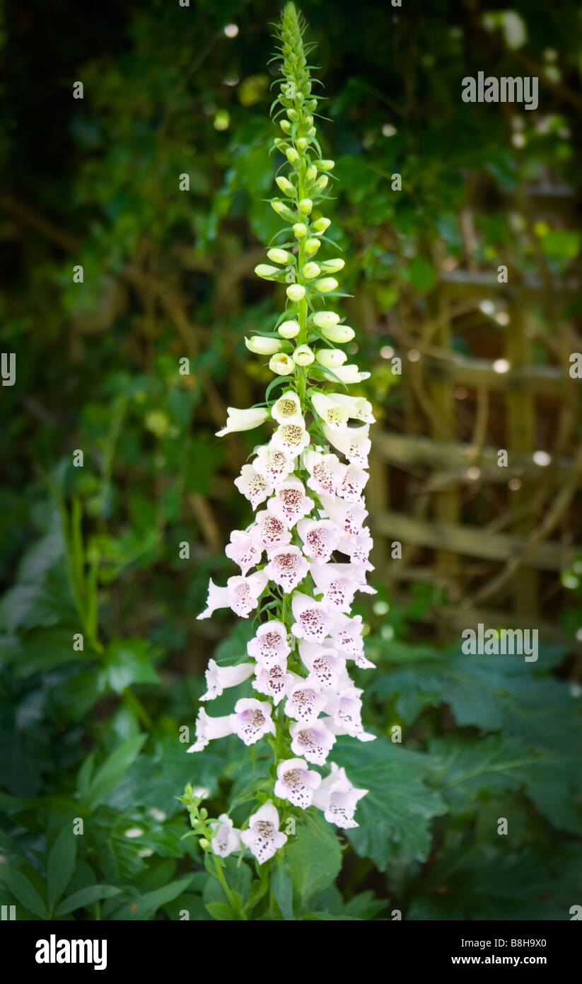 Common name: Foxglove Latin name: Digitalis Stock Photo - Alamy