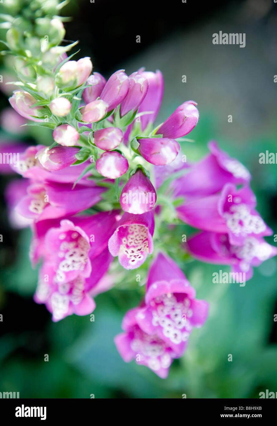 Common name Foxglove Latin name Digitalis Stock Photo Alamy