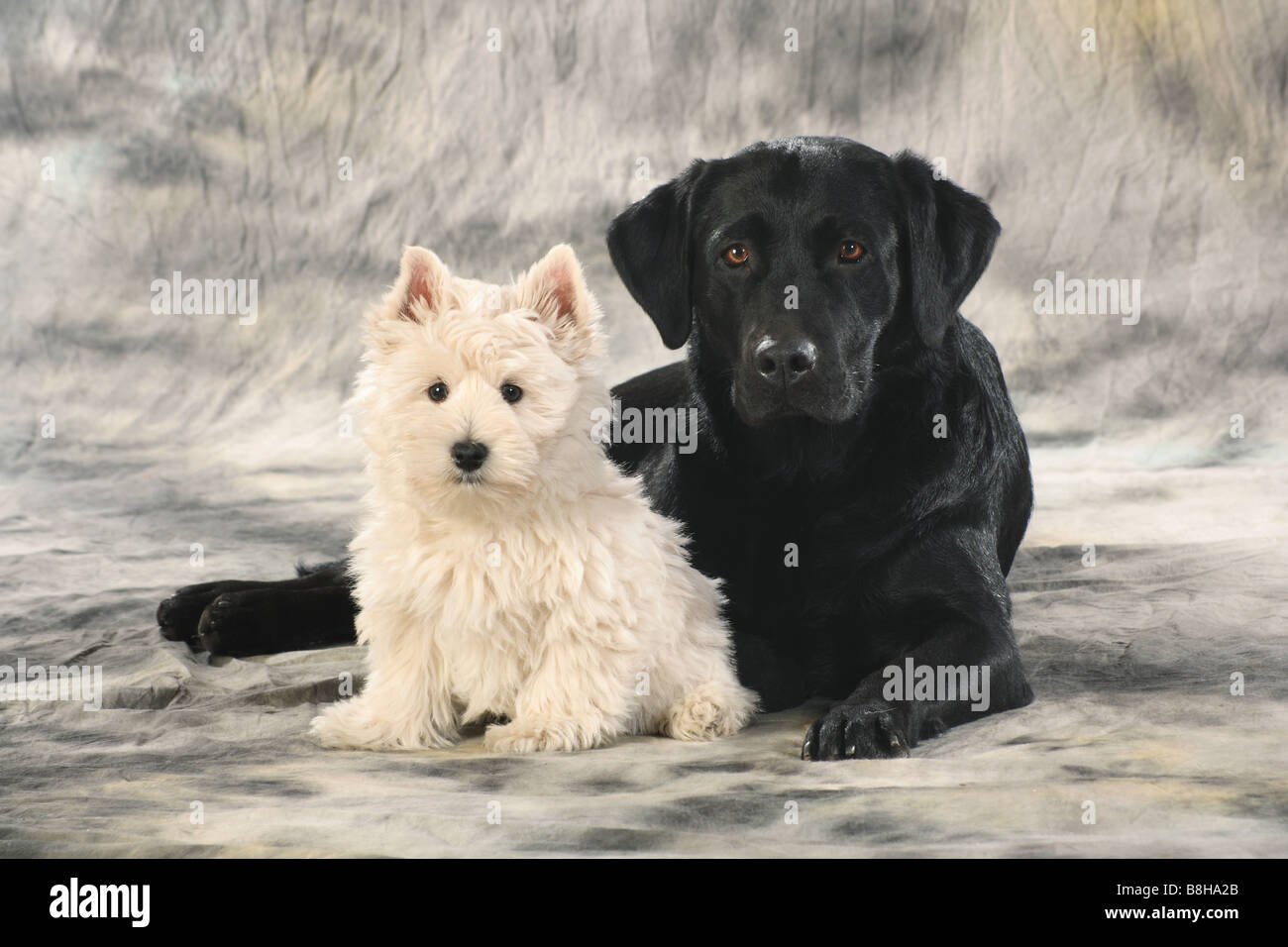 Labrador Retriever and Westhighland White Terrier dog - cut out Stock Photo